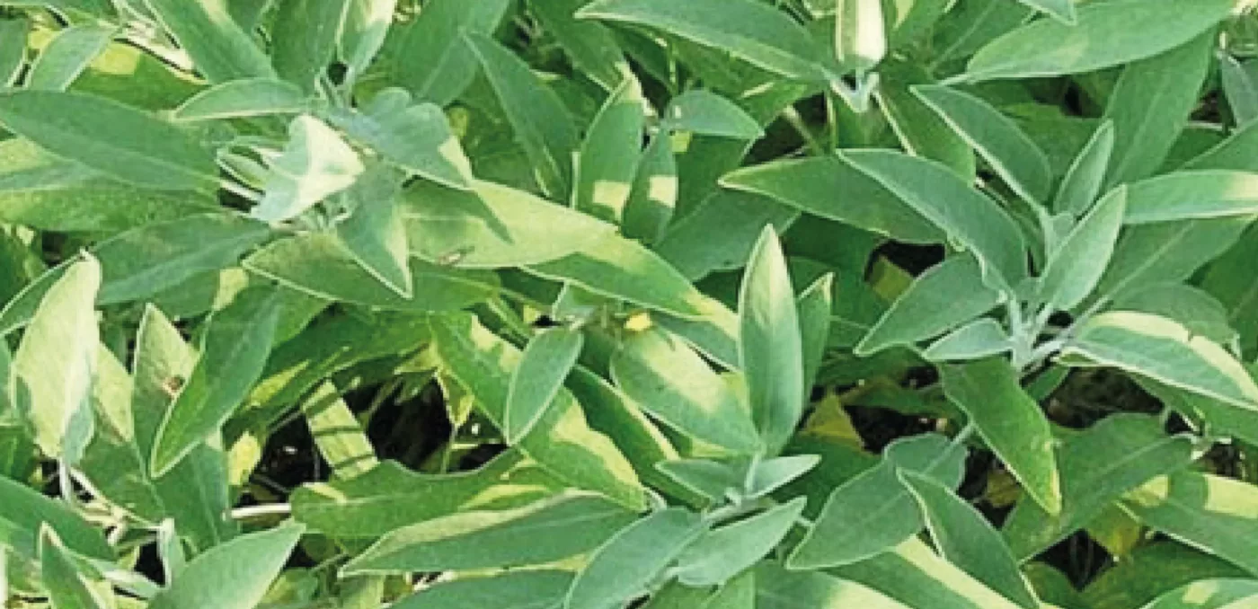 Herve Gehin Articles Sans Titre 4 05 06